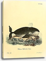 Постер Полярный кит