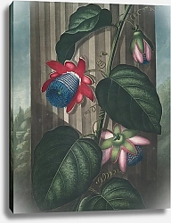 Постер Торнтон Роберт Крылатый страстоцвет