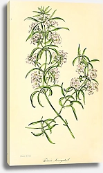 Постер Zieria Laevigata