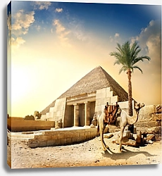 Постер Верблюд у пирамид