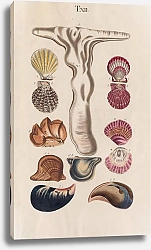 Постер Спаловский Иоганн Prodromus in systema historicum testaceorum Pl.12