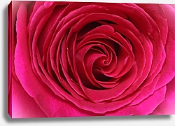 Постер Красная роза макро №3