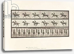 Постер Муйбридж Идвеард Plate 631. Gallop; Saddle; Thoroughbred Bay Horse Bouquet, 1885