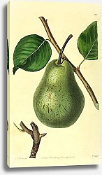 Постер Сливочная прогорклая груша