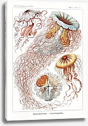 Постер Discomedusae–Scheibenquallen