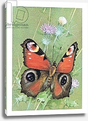 Постер Бенингфилд Гордон (1936-98) Peacock Butterfly, from Beningfield's Butterflies pub.by Chatto & Windus, 1978