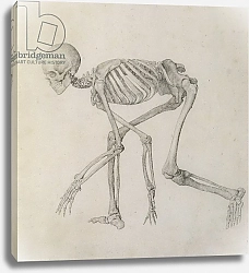 Постер Стаббс Джордж Human Skeleton: Lateral view in Crouching Posture
