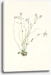 Постер Уолкотт Мари Naiad Springbeauty. Claytonia parvifolia