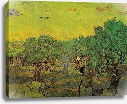 Постер Ван Гог Винсент (Vincent Van Gogh) Оливковая роща и сборщики