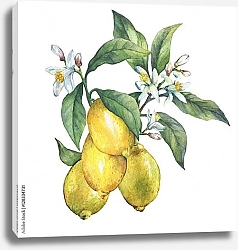 Постер Четыре сочных лимона на ветке с цветами