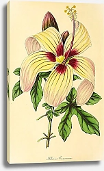 Постер Hibiscus Cameronii