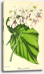 Постер Begonia Nitida