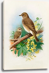 Постер Торнбурн Арчибальд (Бриджман) Spotted Flycatchers