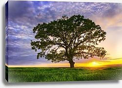 Постер Закат на поле с одиноким деревом