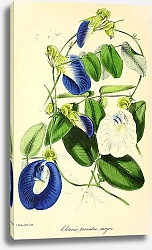 Постер Clitoria Ternatea major