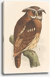 Постер Хойтема Тео Сова На Ветке