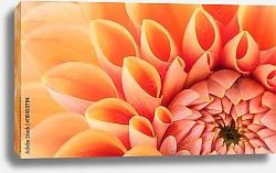 Постер Orange flower petals, close up and macro of chrysanthemum