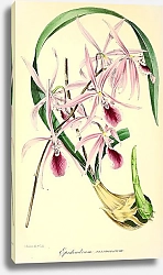 Постер Epidendrum Verrucosum