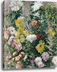Постер Кайботт Гюстав (Gustave Caillebotte) White and Yellow Chrysanthemums, 1893