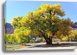 Постер Англия. Виргинский тополь 