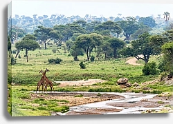 Постер Жирафы в саванне, Танзания 2
