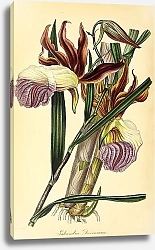 Постер Galeandra Devoniana