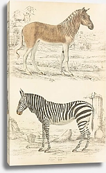 Постер Макгилливрей Уильям Horses – Quagga, Zebra