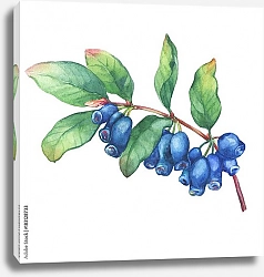 Постер Веточка жимолости с синими ягодами