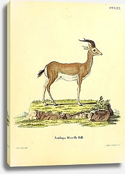 Постер Антилопа Antilope Kevella