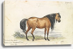 Постер Смит Чарльз Гамильтон Eelback Dun Stock, Ukraine Decussated Horse