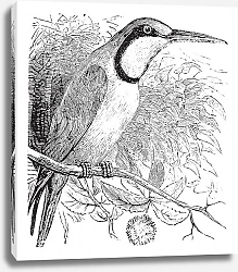 Постер European Bee-eater (Merops nubicus) vintage engraving