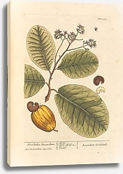 Постер Блэквелл Элизабет Вест-Индский анакардиум