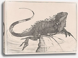 Постер Хойтема Тео Игуана на камне в воде