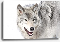 Постер Серый волк