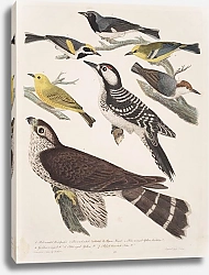 Постер Птицы Америки Уилсона 15