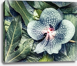 Постер Синий цветок орхидеи на тропических листьях в каплях росы