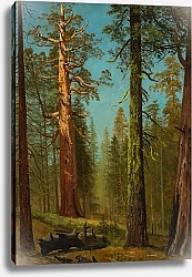 Постер Бирштад Альберт Гигантская секвойя Гризли, Марипоза-Гроув, Калифорния