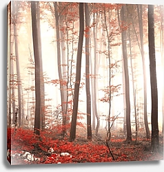 Постер Словения. Туманный осенний лес