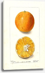 Постер Пассмор Дебора Цитрусовые китайские: Бразильские