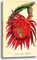 Постер Cereus Grandiflorus Maynardi