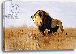 Постер Кунер Вильгельм Lion Watching for Prey,