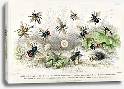 Постер Виды пчел