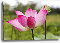 Постер Красивый цветок розовой лилии