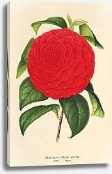 Постер Лемер Шарль Camellia Italia unita