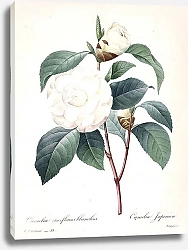 Постер Камелия с белыми цветками