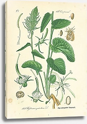 Постер Campanul, Phyteuma spicatum