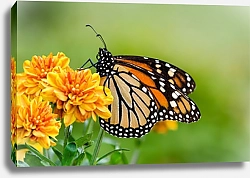 Постер Бабочка Monarch butterfly (Danaus plexippus)
