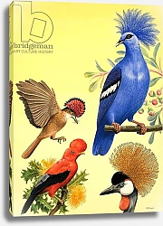 Постер Дэвис Р. (жив, дет) Nature Wonderland: Birds with Crowns, 1970