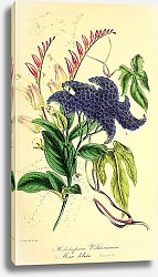 Постер Heliotropium Voltaireanum, Mina lobata