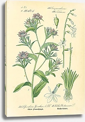 Постер Campanulaceae, Lobeliaceae, Specularia Speculum, Lobelia Dortmanna